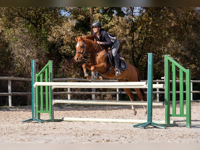 Pony Belga Castrone 4 Anni 137 cm Sauro in Barcelona