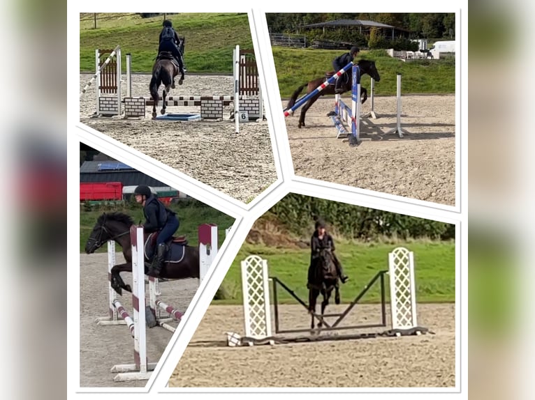 Pony Belga Castrone 4 Anni 146 cm Baio nero in Liège