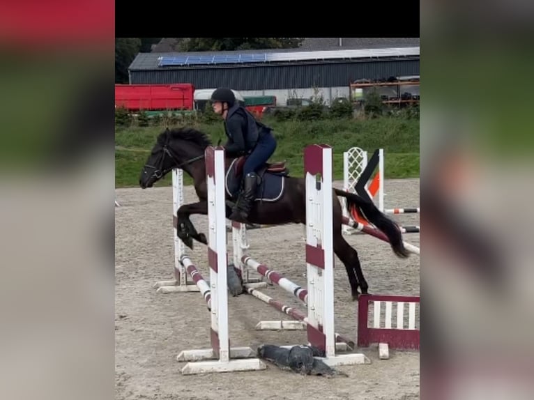 Pony Belga Castrone 4 Anni 146 cm Baio nero in Liège