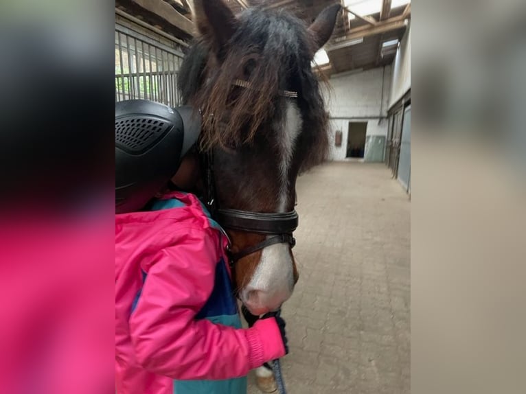 Pony Belga Castrone 4 Anni 148 cm Baio in V&#xF6;hl