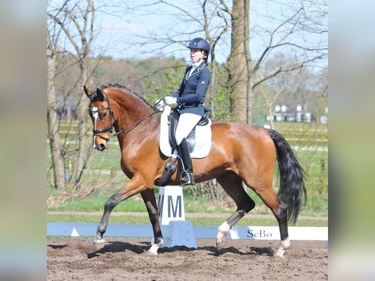 Pony Belga Castrone 4 Anni 167 cm Pelle di daino in Berghem