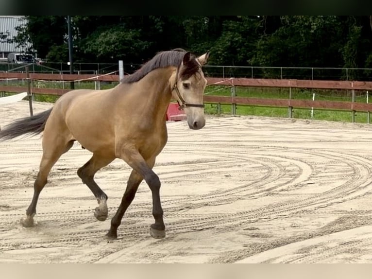 Pony Belga Castrone 4 Anni 167 cm Pelle di daino in Berghem