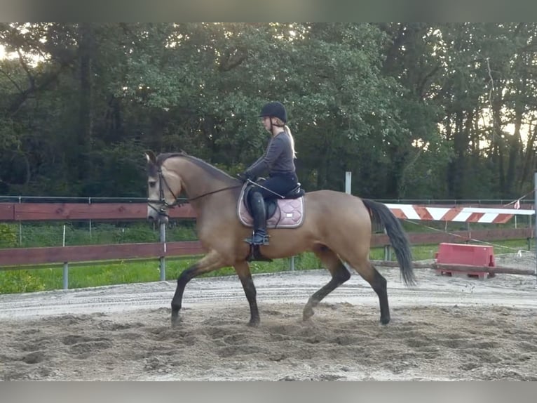 Pony Belga Castrone 4 Anni 167 cm Pelle di daino in Berghem