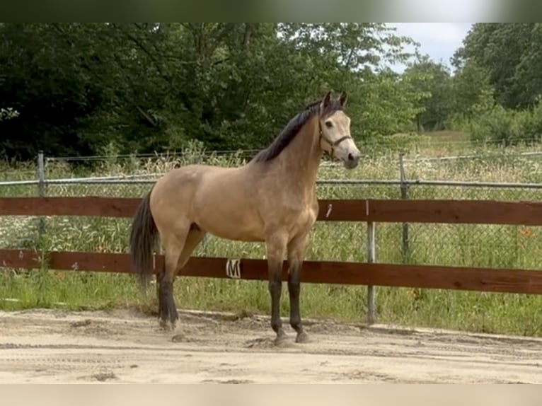 Pony Belga Castrone 4 Anni 167 cm Pelle di daino in Berghem