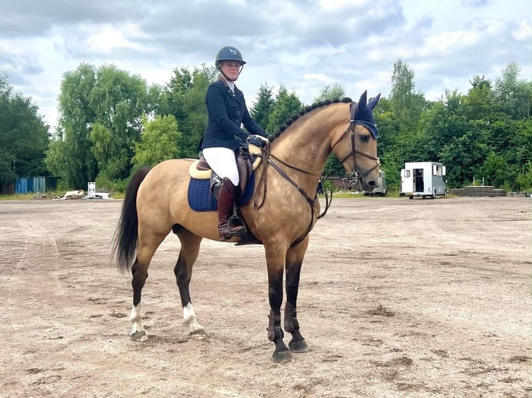 Pony Belga Castrone 4 Anni 167 cm Pelle di daino in Berghem