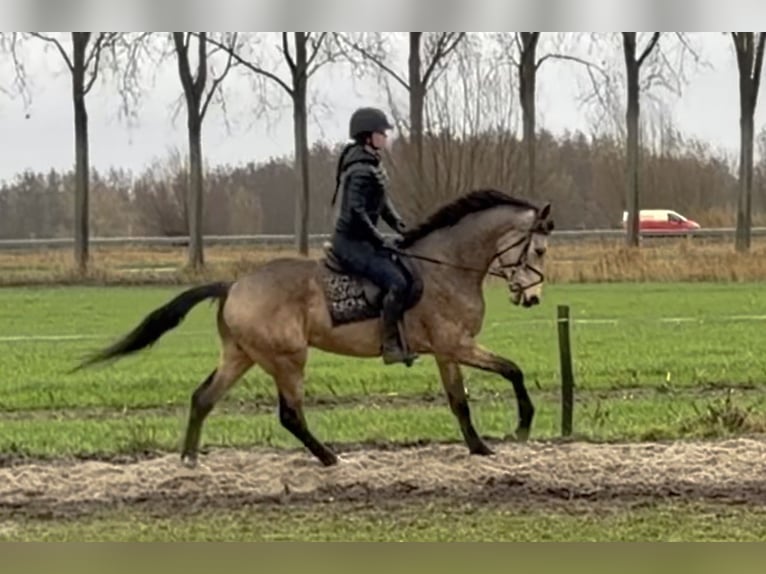 Pony Belga Castrone 4 Anni 167 cm Pelle di daino in Berghem