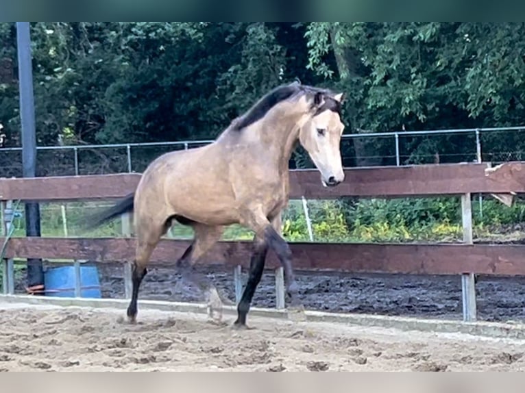 Pony Belga Castrone 4 Anni 167 cm Pelle di daino in Berghem