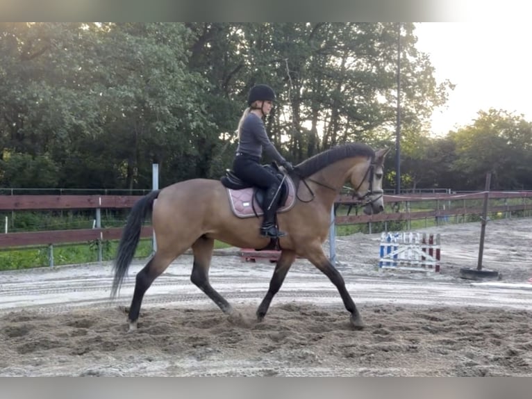 Pony Belga Castrone 4 Anni 167 cm Pelle di daino in Berghem