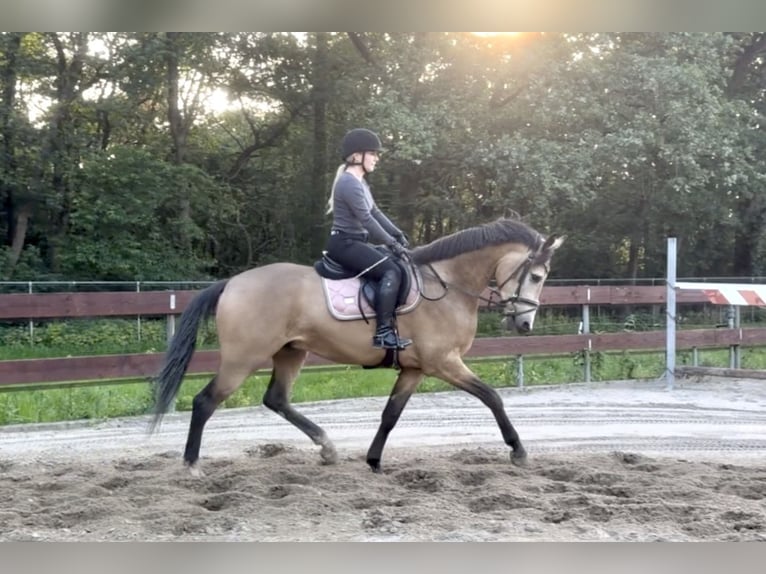Pony Belga Castrone 4 Anni 167 cm Pelle di daino in Berghem