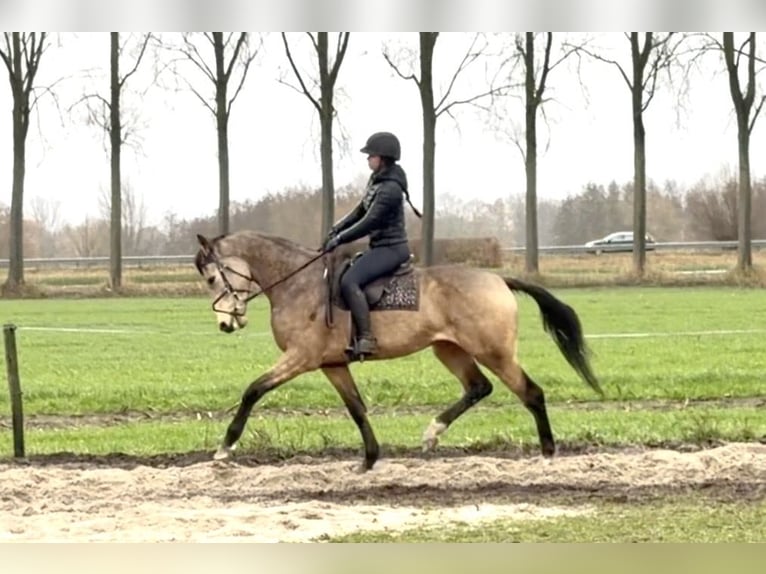 Pony Belga Castrone 4 Anni 167 cm Pelle di daino in Berghem
