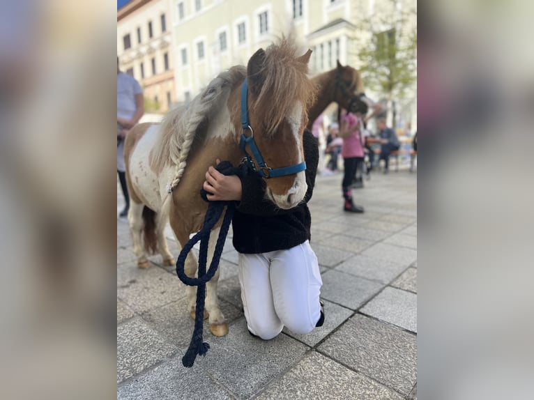 Pony Belga Castrone 4 Anni in Uttendorf