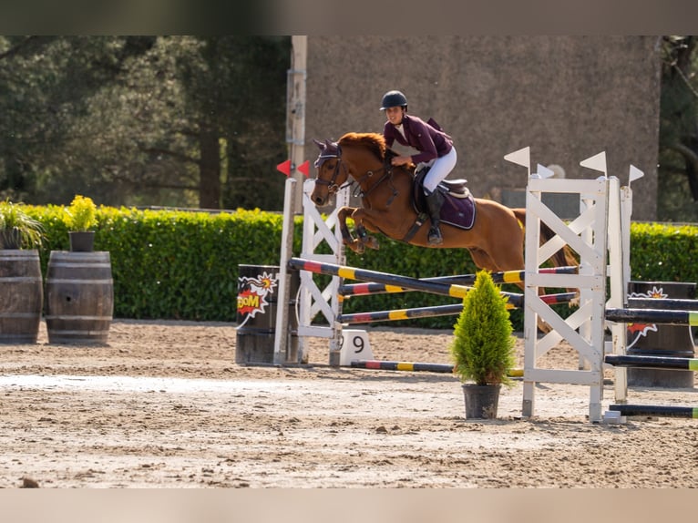 Pony Belga Castrone 5 Anni 138 cm Sauro ciliegia in Olost