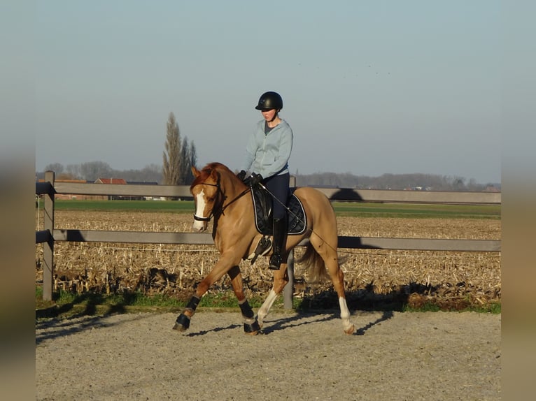 Pony Belga Castrone 5 Anni 146 cm Sauro in Poperinge