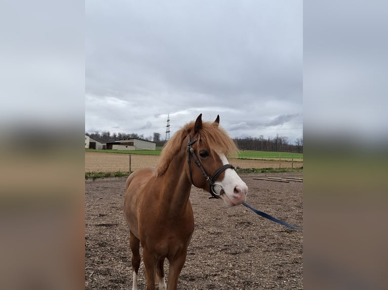 Pony Belga Castrone 5 Anni 146 cm Sauro in Schwieberdingen