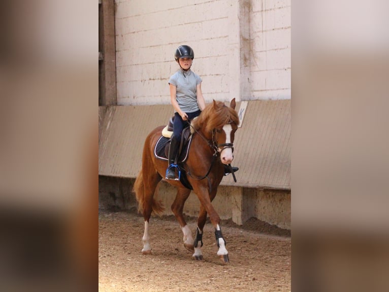 Pony Belga Castrone 5 Anni 146 cm Sauro in Schwieberdingen