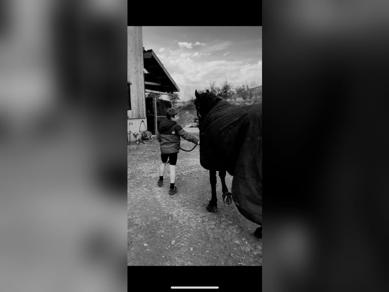 Pony Belga Castrone 5 Anni 147 cm Baio nero in Liège