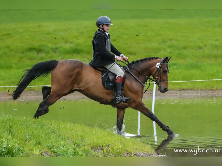 Pony Belga Castrone 7 Anni 148 cm Baio in Zutendaal