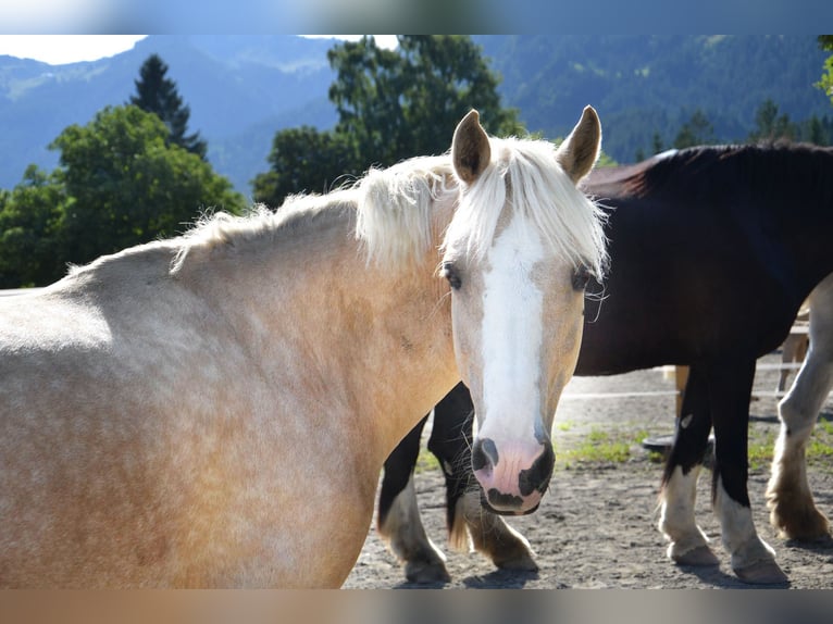 Pony Belga Giumenta 10 Anni 134 cm Palomino in Reutte