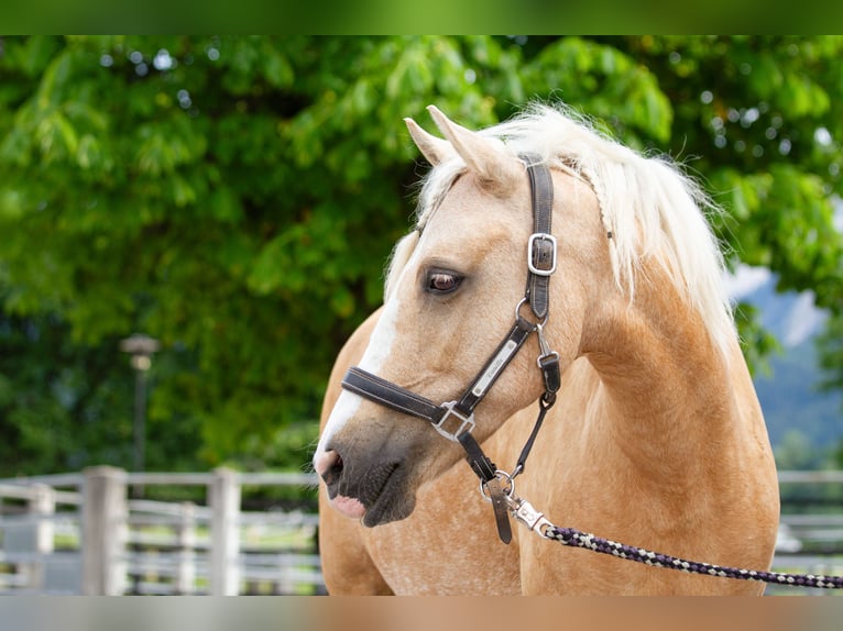 Pony Belga Giumenta 10 Anni 134 cm Palomino in Reutte
