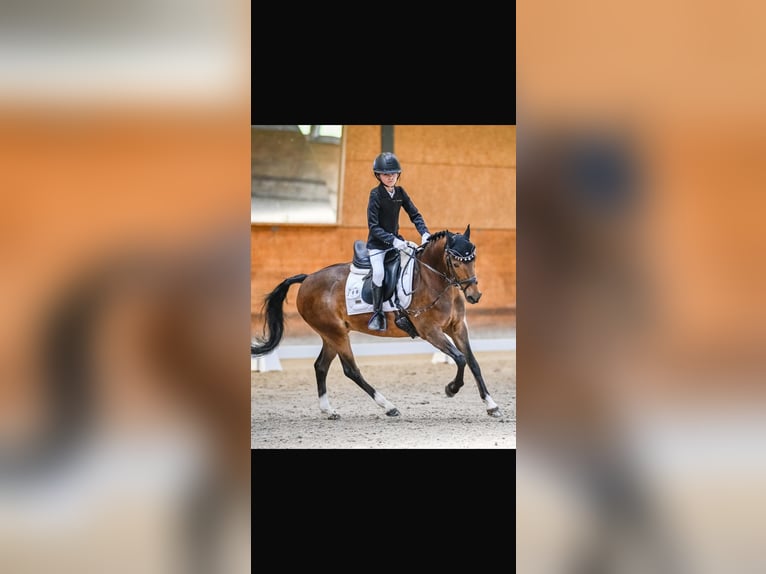 Pony Belga Giumenta 11 Anni 133 cm Baio in WallisellenWallisellen