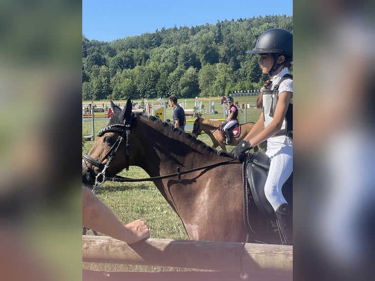 Pony Belga Giumenta 11 Anni 133 cm Baio in WallisellenWallisellen