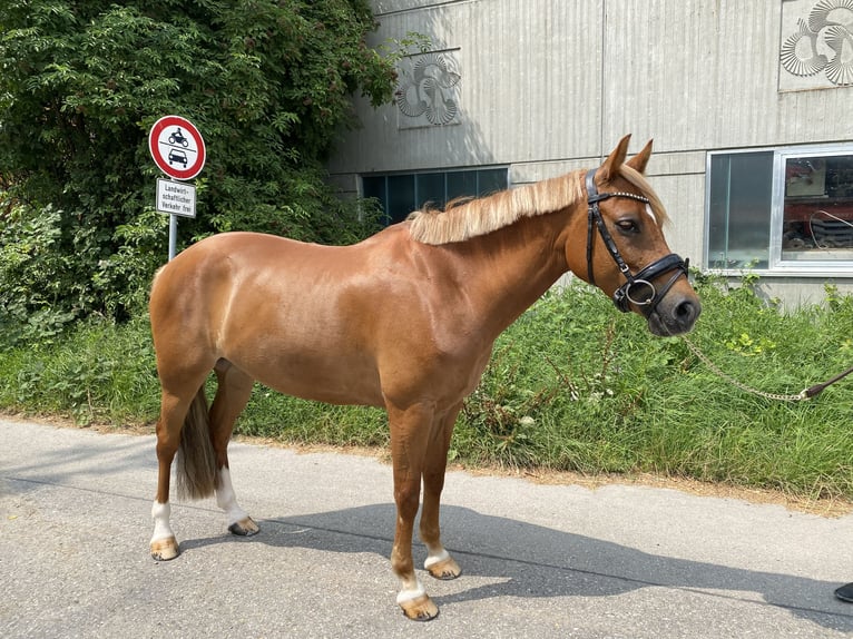 Pony Belga Giumenta 11 Anni 146 cm Sauro in Ilsfeld