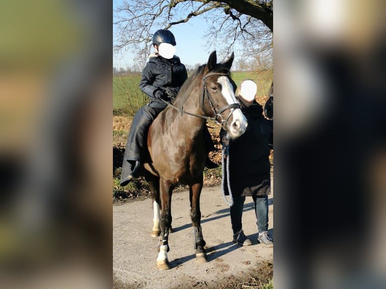 Pony Belga Giumenta 11 Anni 147 cm Morello in Leopoldshöhe