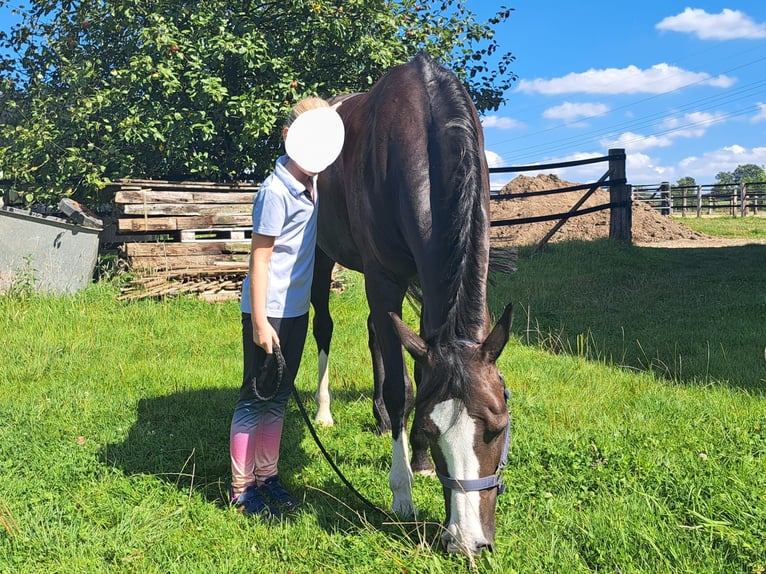 Pony Belga Giumenta 11 Anni 147 cm Morello in Leopoldshöhe