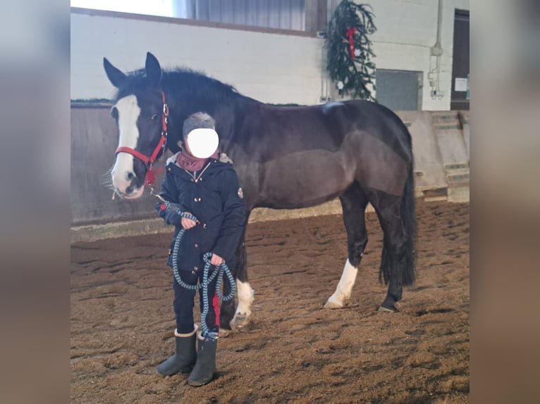 Pony Belga Giumenta 11 Anni 147 cm Morello in Leopoldshöhe