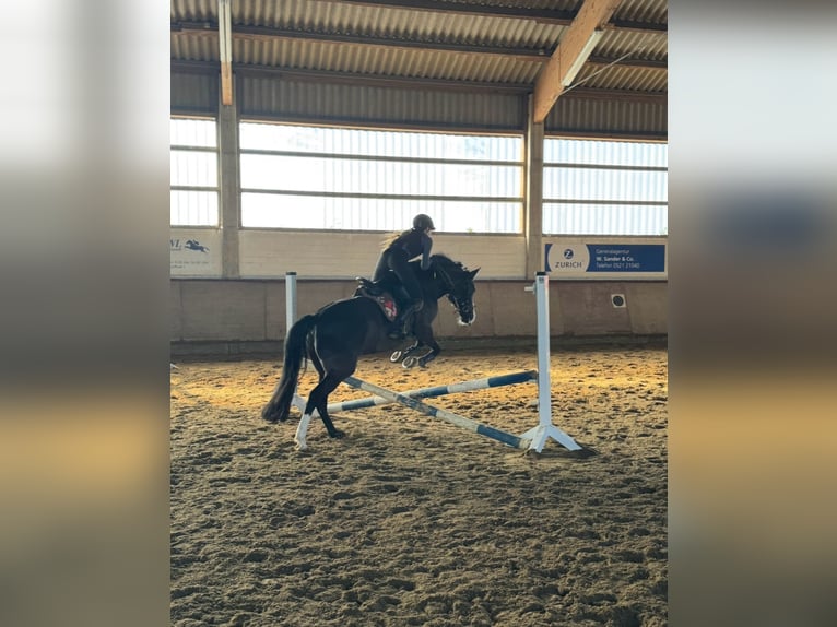 Pony Belga Giumenta 11 Anni 147 cm Morello in Leopoldshöhe
