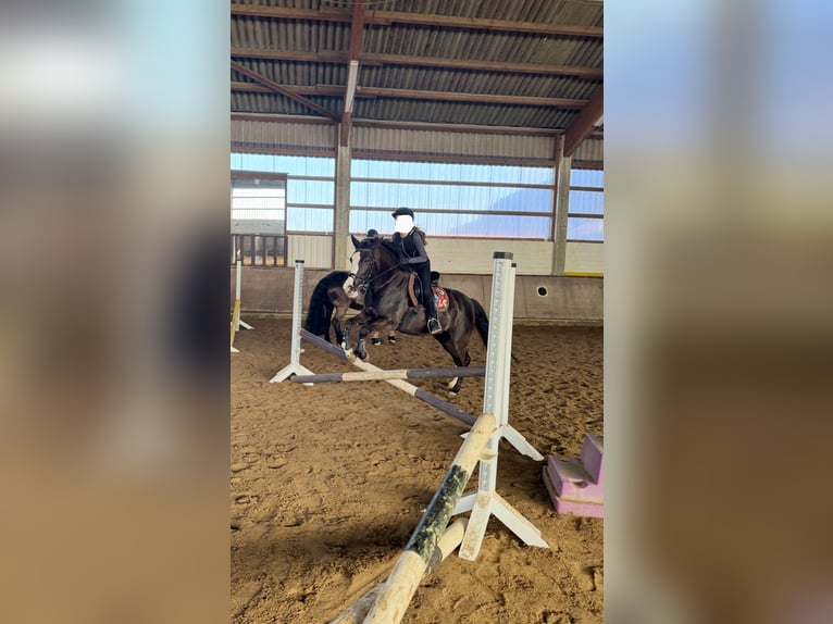 Pony Belga Giumenta 11 Anni 147 cm Morello in Leopoldshöhe