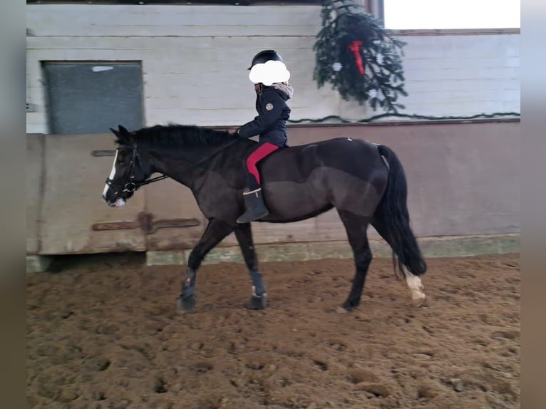 Pony Belga Giumenta 11 Anni 147 cm Morello in Leopoldshöhe