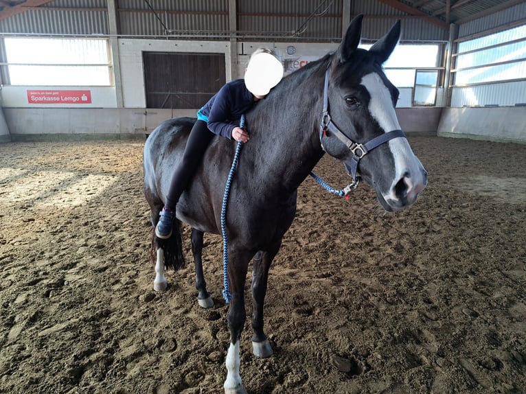 Pony Belga Giumenta 11 Anni 147 cm Morello in Leopoldshöhe