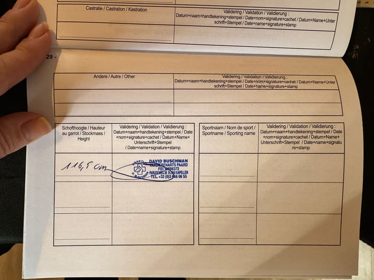 Pony Belga Giumenta 12 Anni 116 cm  in GROTE-BROGEL