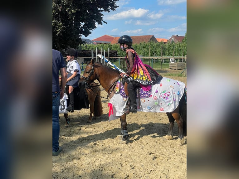 Pony Belga Giumenta 12 Anni 116 cm  in GROTE-BROGEL