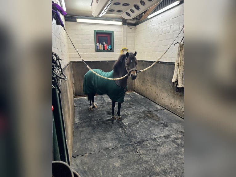 Pony Belga Giumenta 12 Anni 116 cm  in GROTE-BROGEL