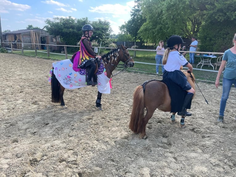 Pony Belga Giumenta 12 Anni 116 cm  in GROTE-BROGEL