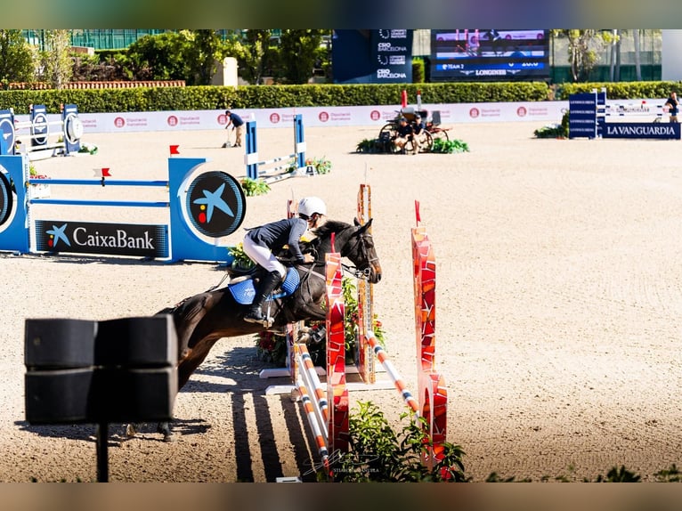 Pony Belga Giumenta 12 Anni 130 cm Baio scuro in Sant Fruitos De Bages