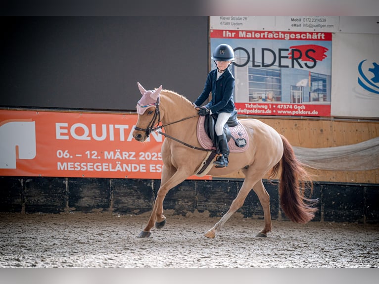 Pony Belga Giumenta 13 Anni 131 cm Sauro scuro in Uedem