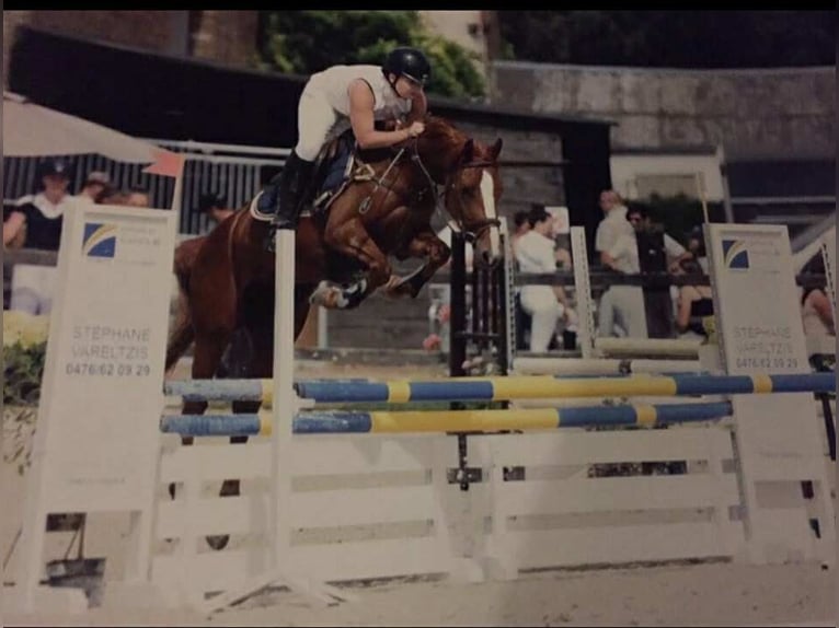 Pony Belga Giumenta 13 Anni 149 cm Sauro in chemin sauterre