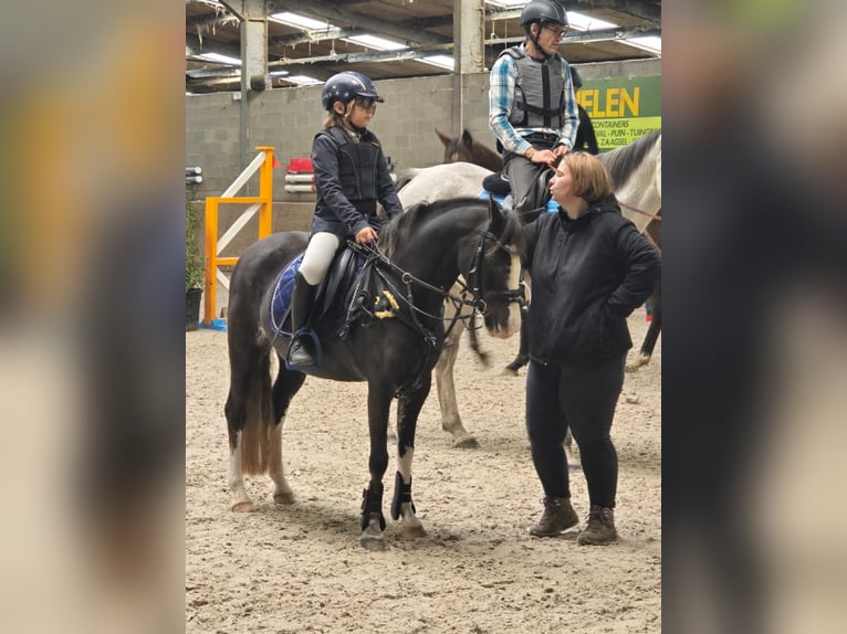 Pony Belga Giumenta 14 Anni 126 cm Sauro in Herk de stad