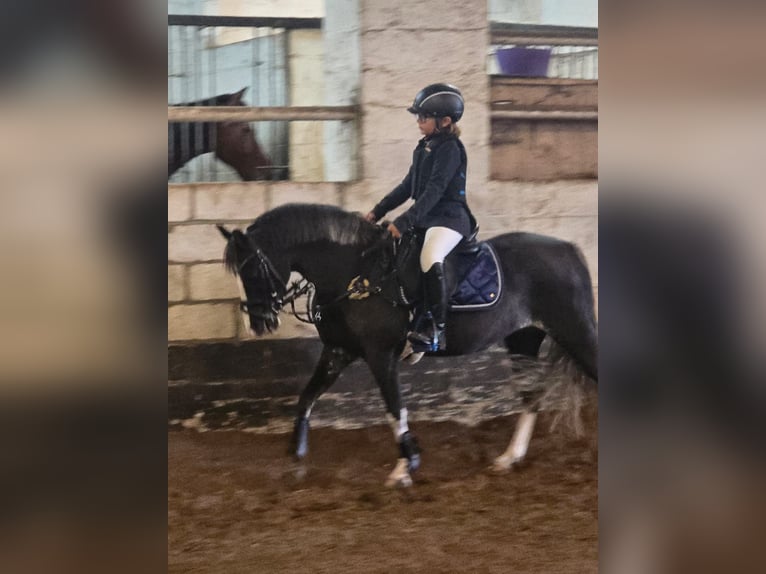 Pony Belga Giumenta 14 Anni 126 cm Sauro in Herk de stad