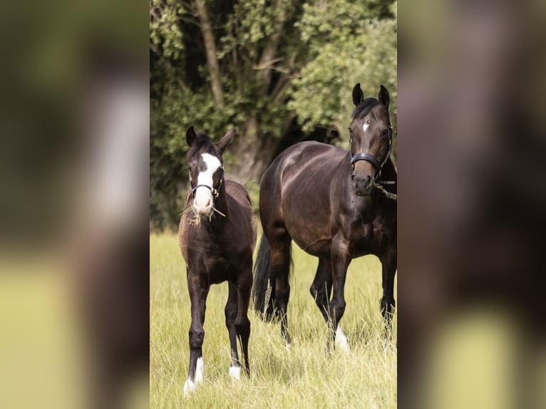 Pony Belga Giumenta 17 Anni 151 cm Baio nero in Komen
