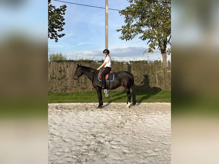 Pony Belga Giumenta 17 Anni 151 cm Baio nero in Komen