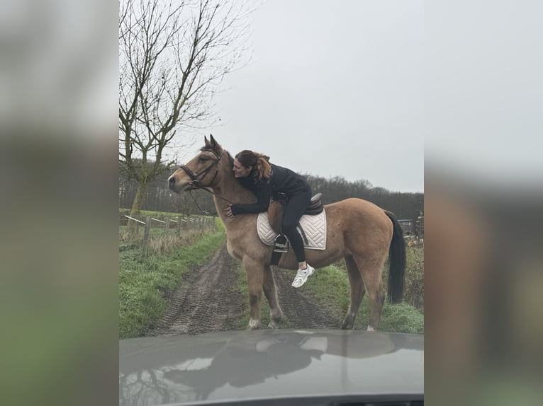 Pony Belga Giumenta 27 Anni 145 cm Champagne in Ruisbroek