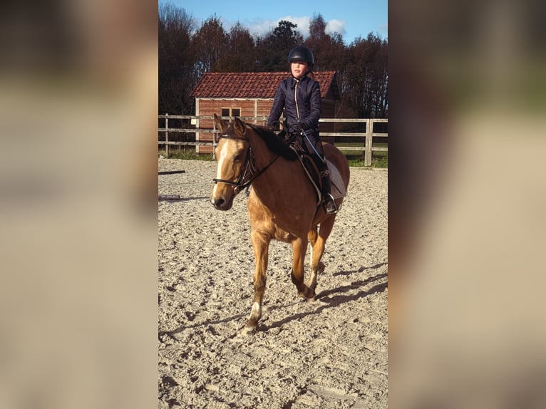 Pony Belga Giumenta 27 Anni 145 cm Champagne in Ruisbroek