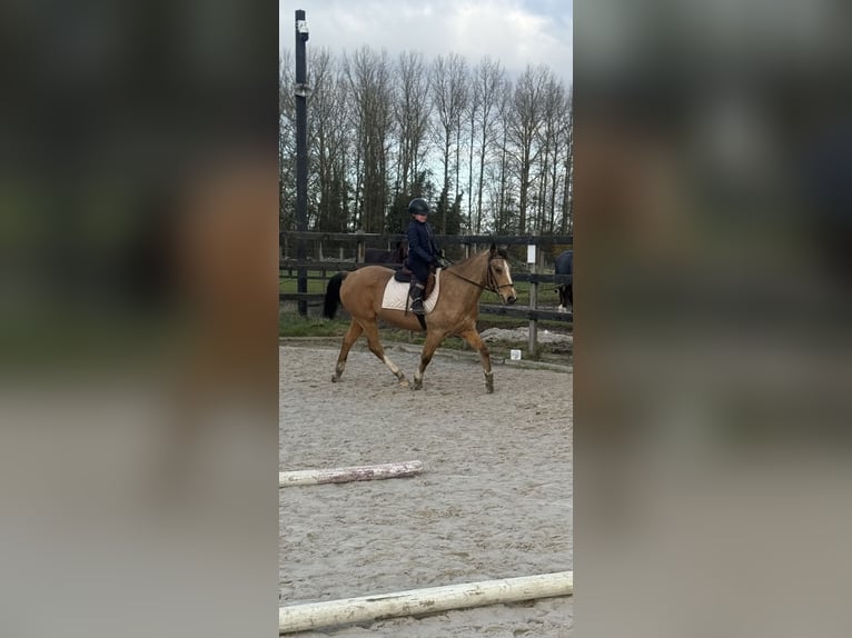 Pony Belga Giumenta 27 Anni 145 cm Champagne in Ruisbroek