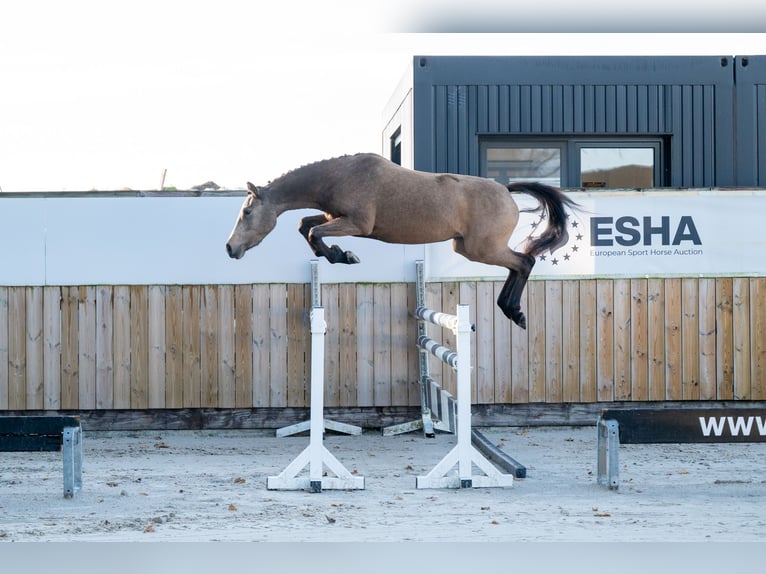 Pony Belga Giumenta 3 Anni 145 cm Grigio rossastro in Kaulille