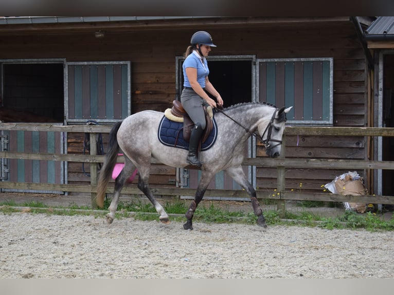 Pony Belga Giumenta 4 Anni 141 cm Grigio in Baal