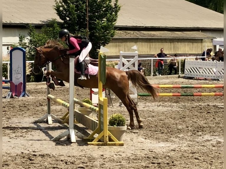 Pony Belga Giumenta 5 Anni 138 cm Baio chiaro in Trooz